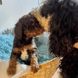 Poodle Puppies from Altamaha Mud Poodles LLC.