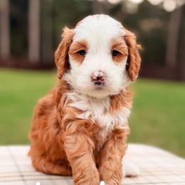 Daphne - Red  female Goldendoodle puppy in Hartwell, Georgia from BellaDoodles