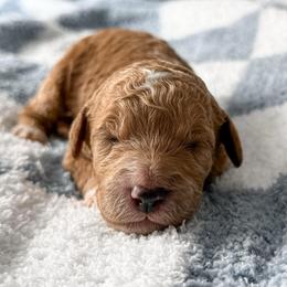 Fresh Flowers - Red  female Goldendoodle puppy in Russell Springs, Kentucky from Milk & Honey Doodles