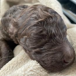 Colt - Brown male Poodle puppy in Mechanicsburg, Pennsylvania from Ashton’s Standards