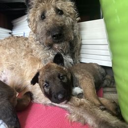 Belgian Laekenois Puppies from Sweetwater Belgian Laekenois