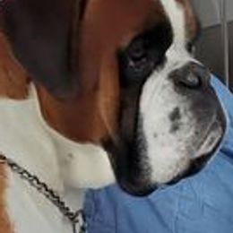 Boston Terriers, Boxers, and French Bulldogs from Azaleas Euro Boxers & Boston Terriers