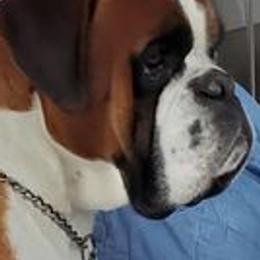 Boston Terriers, Boxers, and French Bulldogs from Azaleas Euro Boxers & Boston Terriers