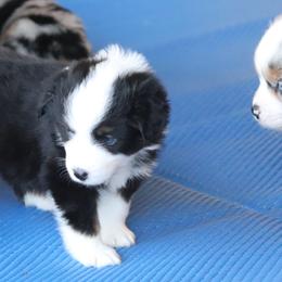 Jessica - Black tri female Miniature American Shepherd puppy in Mineola, Texas from Southern Star Miniature American Shepherds