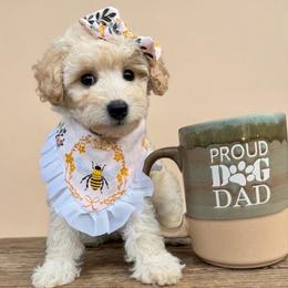 Dolly - Apricot female Poodle puppy in Chattanooga, Tennessee from Scenic City Doodles