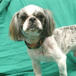 Theo - Shih Tzu
