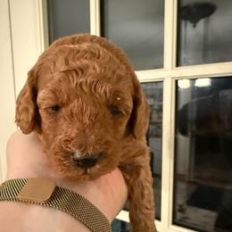 Boy 3 - Apricot male Poodle puppy in Bettendorf, Iowa from Red Door Poodles