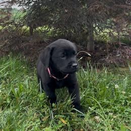 Taffy - Black female Labrador Retriever puppy in Marietta, South Carolina from Trust in the Lord Labradors
