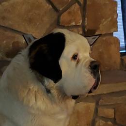 Floofie - Saint Bernard