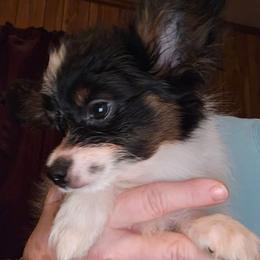 Girl 2 - White black and tan female Papillon puppy in Forest City, North Carolina from Eastern Papillions