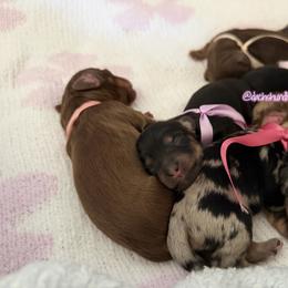 Silk- 5000 - Black and cream female Dachshund puppy in Summerfield, Florida from Dachshundly Perfect