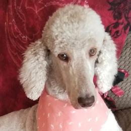 Poodle All Grown Up from Schneider Kennel