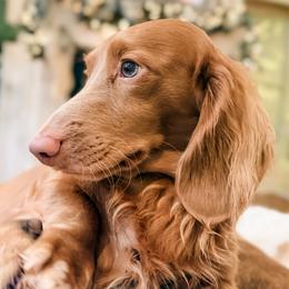 Big Bear - Dachshund
