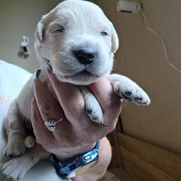 Pink - Phoebe - Golden female Golden Retriever puppy in Lucasville, Ohio from Halo Kennels