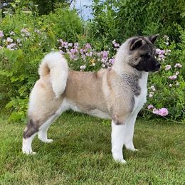 Tesla - Akita