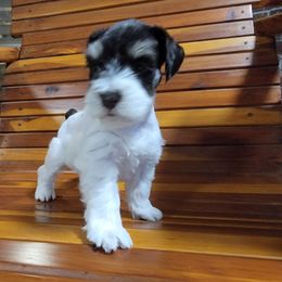 Miniature Schnauzer Puppies from Dees Schnauzers
