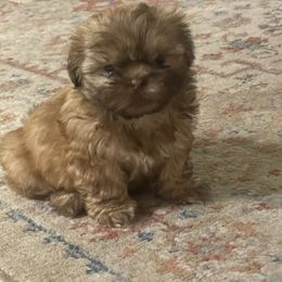 Girl 2 - Liver female Shih Tzu puppy in Bristol, Tennessee from Little Mil’s Shih Tzus