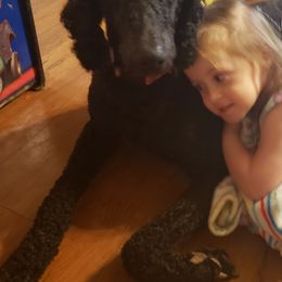 Aussiedoodles and Poodles from Pawsitive Foothills Pooches