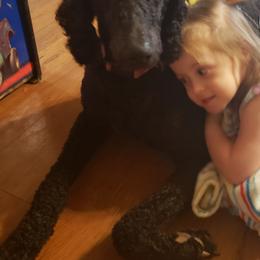 Aussiedoodles and Poodles from Pawsitive Foothills Pooches