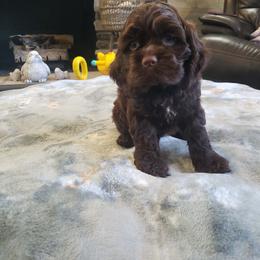 Green - Brown male Cocker Spaniel puppy in Howell, Michigan from Robbin's Treasures