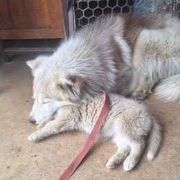 Alex Fluffy - Siberian Husky