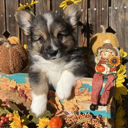 Franky - Black and tan male American Corgi puppy in Los Lunas, New Mexico from Blue Diamond Welsh corgis