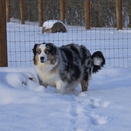 Freya - Miniature American Shepherd