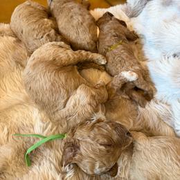 Goldendoodle puppies from Rose Lane Doodles