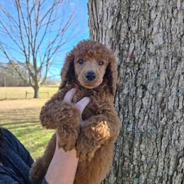 Grey Collar - Red  male Poodle puppy in Henagar, Alabama from Windy Oak Kennels