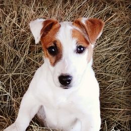 Dinky - Russell Terrier