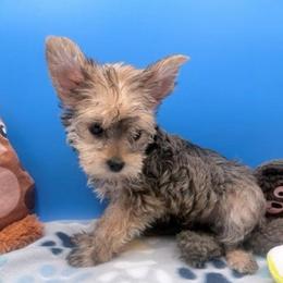 Barbie - Tan female Yorkshire Terrier puppy in Georgia & Florida, Georgia from Fiesta Pups