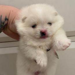 White girl with black on nose - White female Pomeranian puppy in Youngstown, Ohio from Peachy Pomeranians