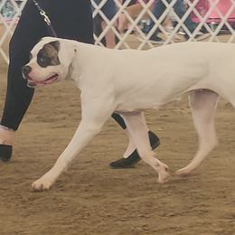 American Bulldogs from Calamity K9s