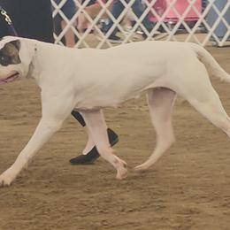 American Bulldogs from Calamity K9s