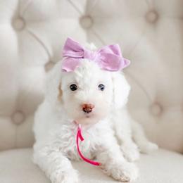 Spark - Parti female Goldendoodle puppy in Apopka, Florida from The Classic Doodle
