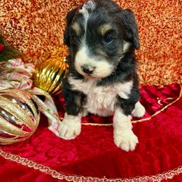 Mitzi - Black tri-color female Aussiedoodle puppy in Marshall, Arkansas from Buffalo River Puppies