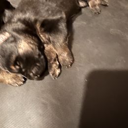 German Shepherd Puppies from Segen Von Gott German Shepherd’s