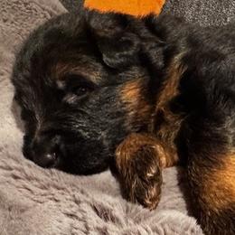 Baxor - Black and red male German Shepherd puppy in Snohomish, Washington from Wataha Shepherds