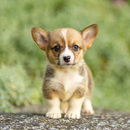 Diamond - Red female Pembroke Welsh Corgi puppy in Narvon, Pennsylvania from Corgi Companions