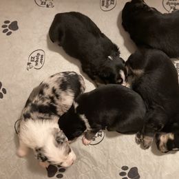 Miniature Australian Shepherd Puppies from Southern Maine Aussies