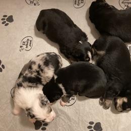 Miniature Australian Shepherd Puppies from Southern Maine Aussies