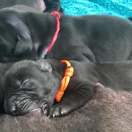 Great Dane Puppies from Velocity Great Danes