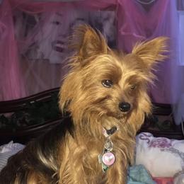 Carmen - Yorkshire Terrier