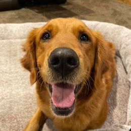 Snickers - Golden Retriever