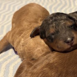 Goldendoodle Puppies from Las Vegas Mini Golden Doodles - John Walker