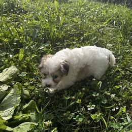 Boy 1 - White male Chinese Crested puppy in Rockvale, Tennessee from Cosmic Chinese Cresteds & Wind-Echo Poodles