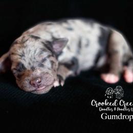 Boy 3 - male Goldendoodle puppy in Woodruff, South Carolina from Crooked Creek Doodles and Poodles