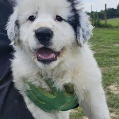 Karakachans from Twin Valley Farm