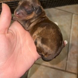 Boy 2 (PET ONLY) - Dapple male Dachshund puppy in Goldthwaite, Texas from Mini Mama Dachshunds