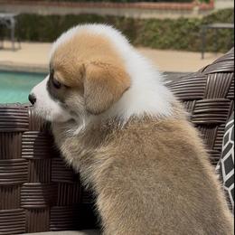 Pembroke Welsh Corgi Puppies from Crown Legacy Pembroke Corgis